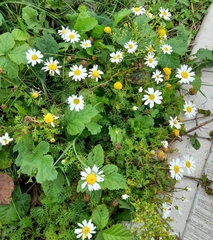 Tripleurospermum maritimum