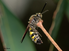 Xanthocampsomeris completa