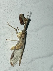 Dicromantispa interrupta