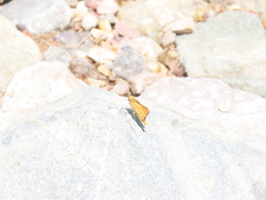 Copaeodes aurantiaca