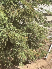 Sequoia