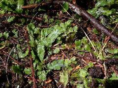 Conocephalum conicum