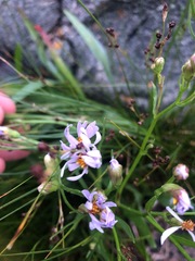 Tripolium pannonicum