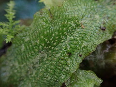 Conocephalum conicum