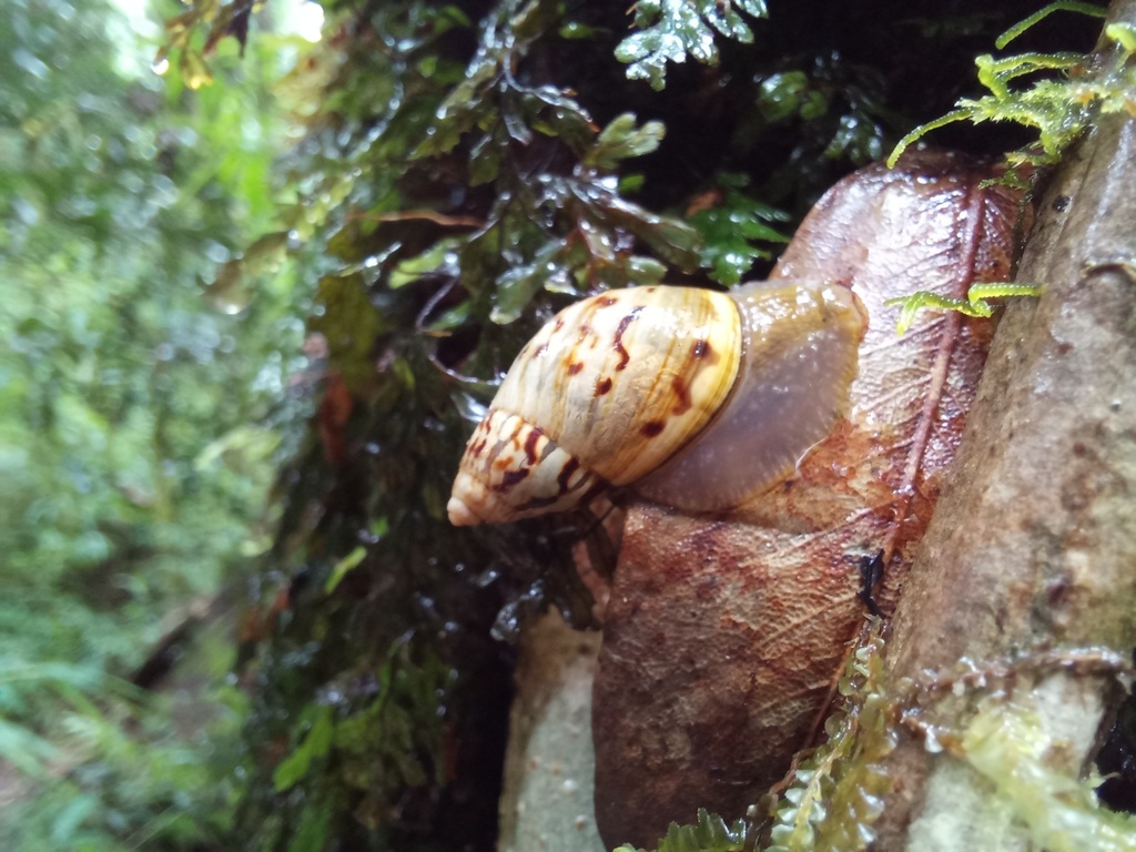 Plectostylus mariae