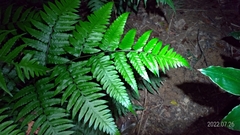 Diplazium taiwanense
