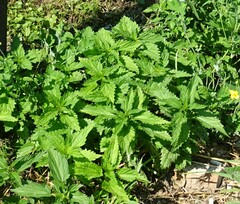 Urtica sondenii
