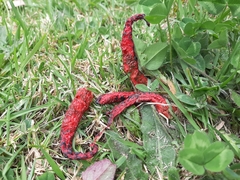 Clathrus archeri