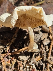 Lentinus tigrinus