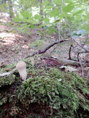 Lycoperdon excipuliforme