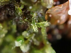 Cephalozia bicuspidata