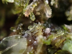 Cephalozia bicuspidata