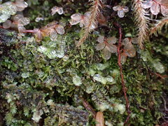 Cephalozia bicuspidata