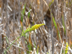 Solidago velutina