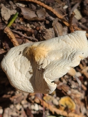 Lentinus tigrinus