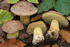 Butyriboletus