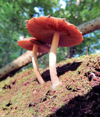 Bolbitius aleuriatus