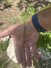 Tridens albescens