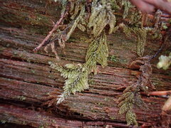 Hypnum circinale