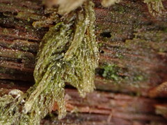 Hypnum circinale