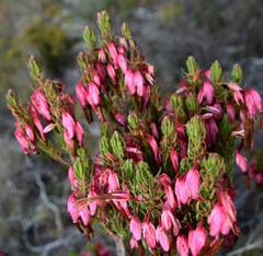Erica plukenetii