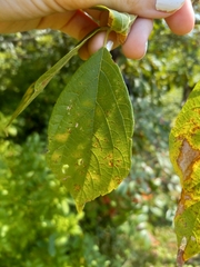 Celtis tenuifolia