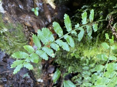 Polypodiopsida