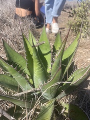 Agave shawii
