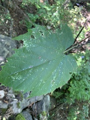 Vitis riparia