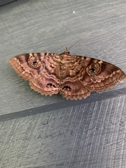 Speiredonia spectans