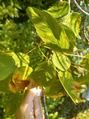Celtis tenuifolia