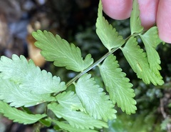 Polypodiopsida