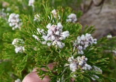 Paranomus abrotanifolius