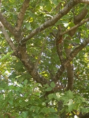 Celtis tenuifolia