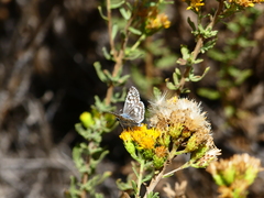 Plebejus melissa