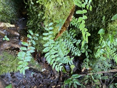 Polypodiopsida