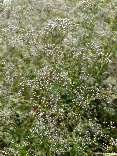 baby's-breath