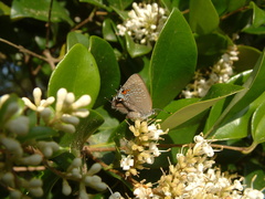 Satyrium calanus