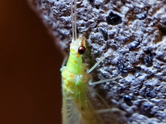 Chrysopa quadripunctata