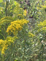 Solidago