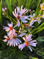 Tripolium pannonicum