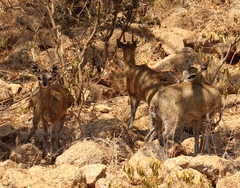 Oreotragus oreotragus transvaalensis