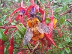 Bombus dahlbomii