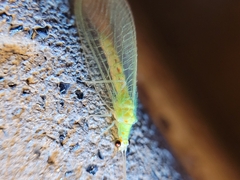 Chrysopa quadripunctata