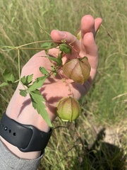 Cardiospermum halicacabum