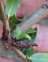 Andricus torreyaensis