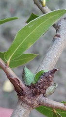 Andricus torreyaensis