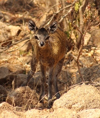 Oreotragus oreotragus transvaalensis