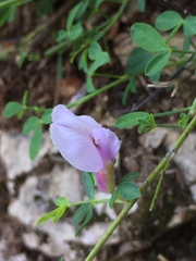 Chamaecytisus purpureus