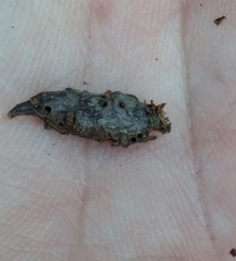 Andricus torreyaensis